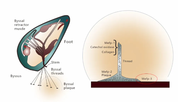 械二類醫(yī)療器械，醫(yī)用重組貽貝粘蛋白修護敷料的功效和應(yīng)用