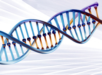 三型膠原蛋白的功效特點和應用領域