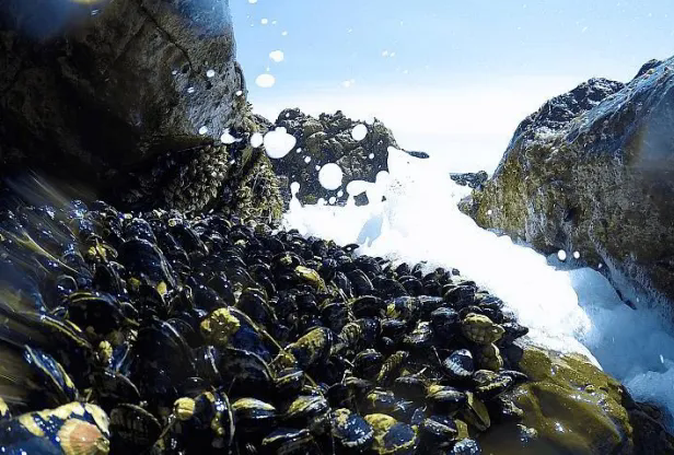 為什么要選擇重組貽貝粘蛋白作為敏感肌、術(shù)后修護敷料的主要原料？